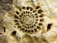 /album/galleria-foto-homepage/fossile-jpg/